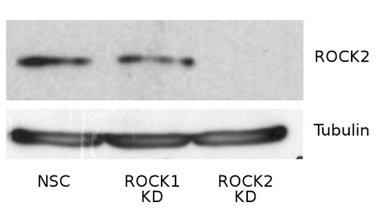 ROCK2 antibody western blot BD Biosciences