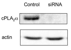 PLA2G4A antibody antibody review based on formal publications