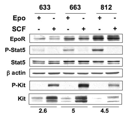 Stat5a antibody western blot Cell Signaling Technology