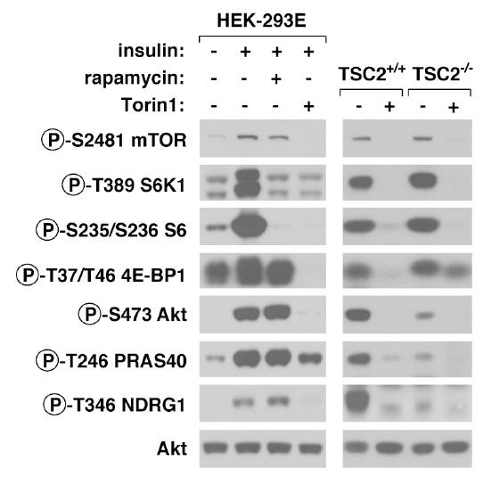 mTOR antibody western blot Cell Signaling Technology