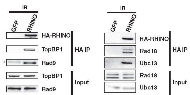 Rad9 antibody western blot Bethyl