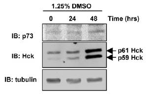 TUBA1A antibody western blot Santa Cruz Biotechnology