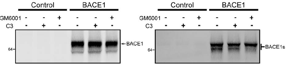 BACE antibody western blot Santa Cruz Biotechnology