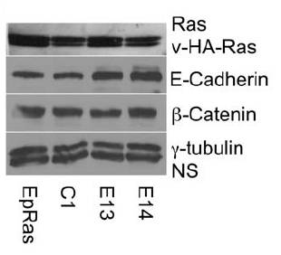 E-cadherin antibody western blot BD Biosciences