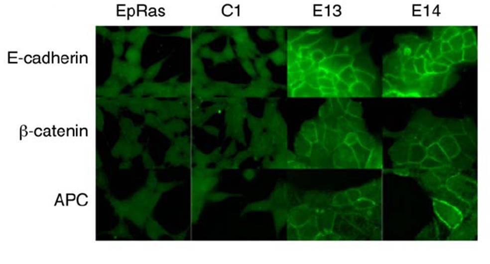 APC antibody immunocytochemistry EMD Millipore
