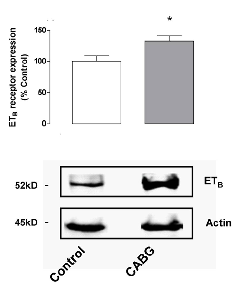 beta actin antibody western blot Cell Signaling Technology