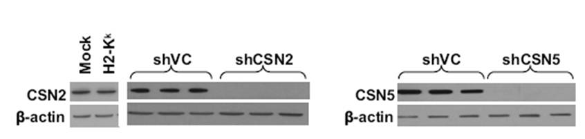 beta actin antibody western blot Sigma-Aldrich