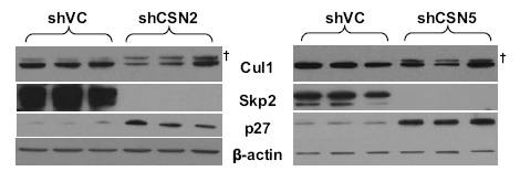 p27 antibody western blot Santa Cruz Biotechnology