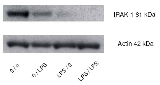 beta actin antibody western blot Sigma-Aldrich