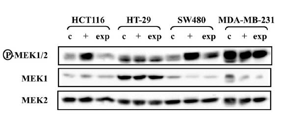 MEK2 antibody western blot BD Biosciences