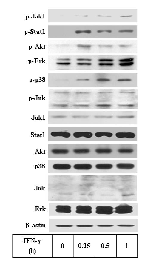 Akt antibody western blot Cell Signaling Technology