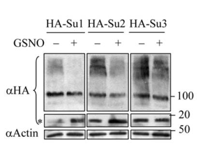 beta actin antibody western blot Santa Cruz Biotechnology