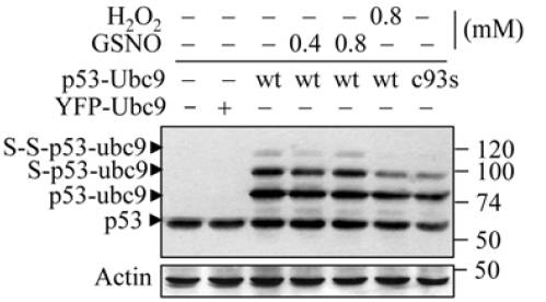 p53 antibody western blot Santa Cruz Biotechnology