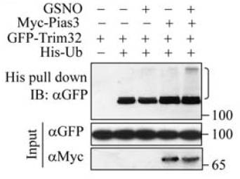 c-Myc ���� ����ӡ�� Santa Cruz Biotechnology