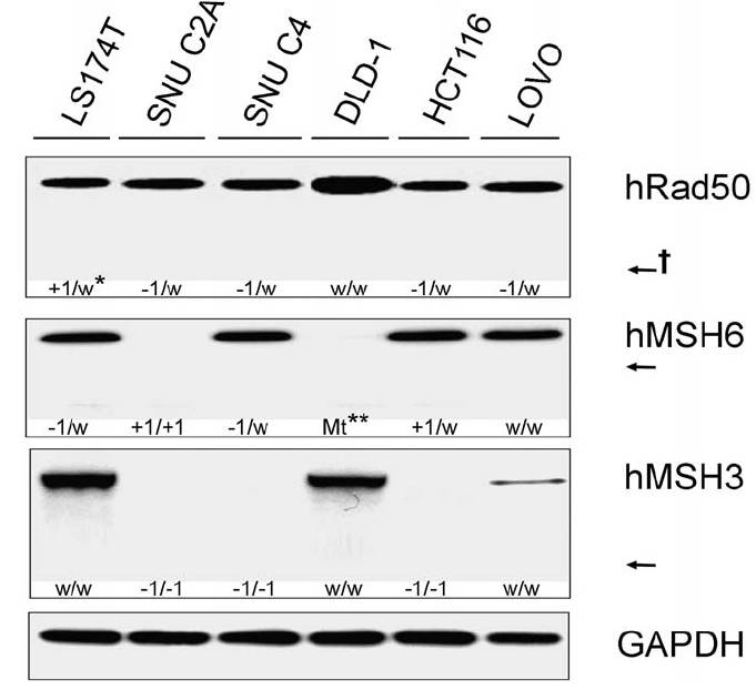MSH6 antibody western blot BD Biosciences