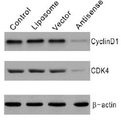 Cdk4 antibody western blot Santa Cruz Biotechnology