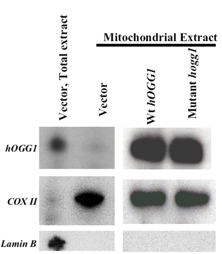 COX-2 antibody western blot Life Technologies Corporation