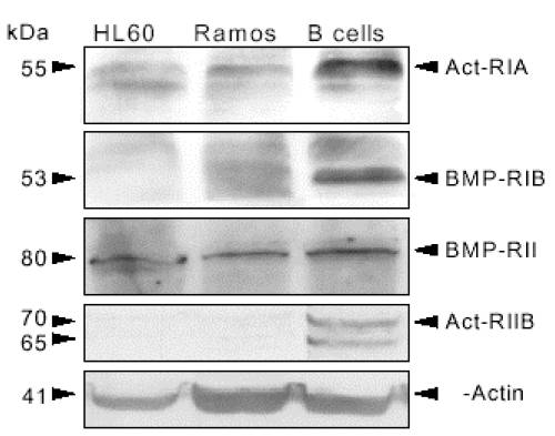 beta actin antibody western blot Santa Cruz Biotechnology