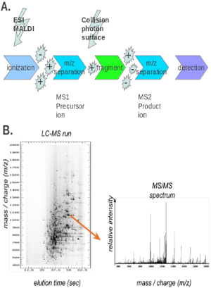 Protein Modification figure 2