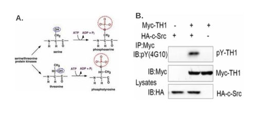 Protein Modification figure 3