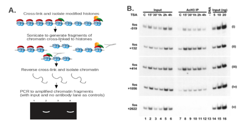 Protein Modification figure 5