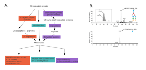 Protein Modification figure 6