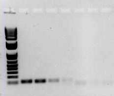 Current PCR Methods figure 2