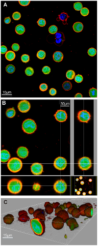 Live Cell Imaging figure 3