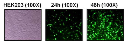 Adenoviral Vectors figure 1