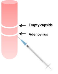 Adenoviral Vectors figure 6