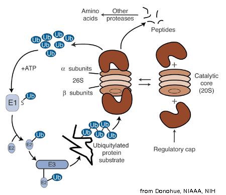 Inhibidores del proteosoma Figura 1