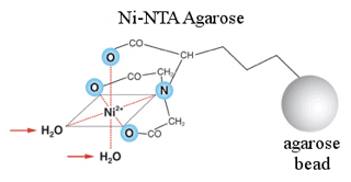 Purificación de proteínas
Figura 3