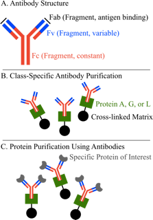 Purificación de proteínas
Figura 4
