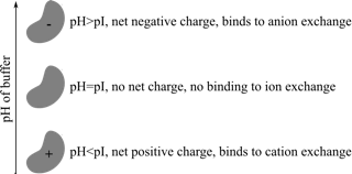 Purificación de proteínas
Figura 5
