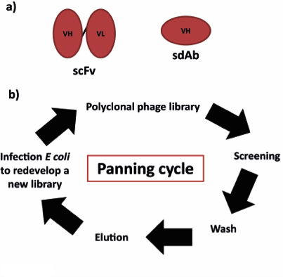 Monoclonal Antibodies: Expression and Purification in a Basic Research Laboratory figure 2