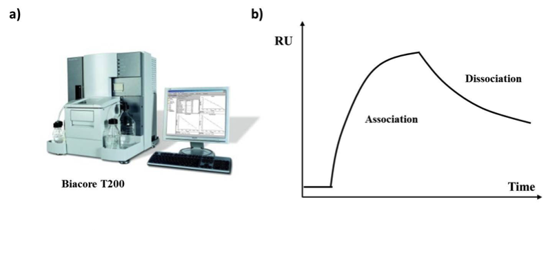Monoclonal Antibodies: Expression and Purification in a Basic Research Laboratory figure 3