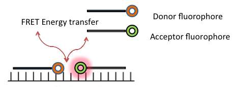 RNA Imaging figure 3