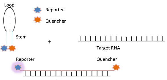 RNA Imaging figure 4