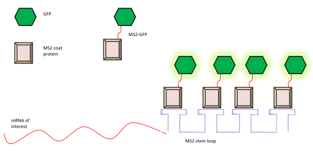 RNA Imaging figure 5