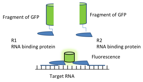 RNA Imaging figure 6