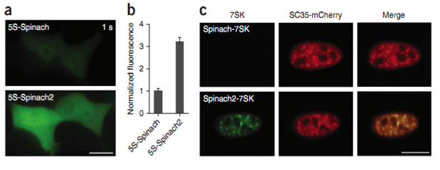 RNA Imaging figure 7