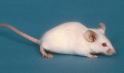 Mouse Antibody figure 1