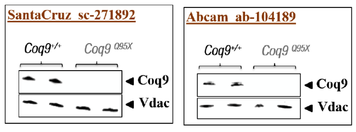 Santa Cruz mouse monoclonal Coq9 antibody sc-271892 and Abcam rabbit polyclonal Coq9 antibody ab104189 were validated in transgenic mice figure 1