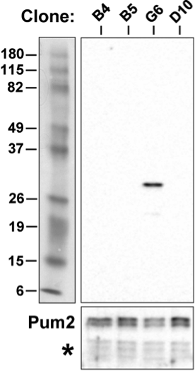 Santa Cruz Biotechnology monoclonal HuR antibody sc-5261 was validated in knockout human cell line figure 1