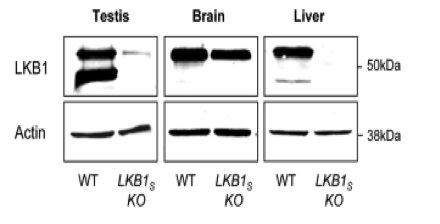 Santa Cruz Biotechnology LKB1 mouse monoclonal SC-32245 antibody was validated in knockout mice figure 1