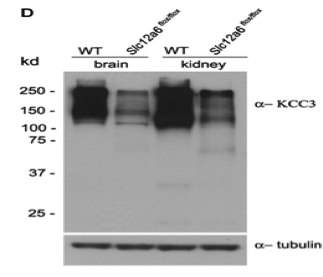 Abnova SLC12A6 mouse polyclonal antibody H00009990-A01 was examined in knockout mice figure 1