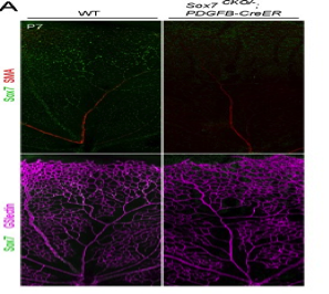 R and D Systems polyclonal Sox-7 antibody AF2766 was validated in conditional knockout mice figure 1