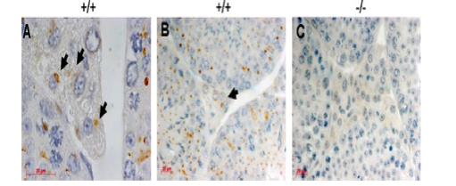 Sigma / Atlas polyclonal anti TMF antibody HPA008729 was validated in knockout mice figure 1