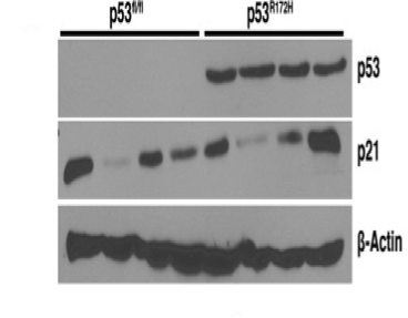 P53 antibody | knockout validation | Cell Signaling 2524 figure 1