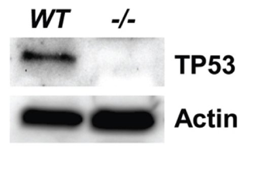 P53 antibody | knockout validation | Cell Signaling 2524 figure 4